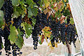 Wine grapes05