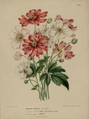 Anemone hupehensis by A.J. Wendel, 1868