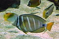 A Sailfin tang, a brown fish with five vertical white stripes, a blue spot on the caudal fin, and yellow fins