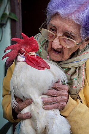 图为一位95岁的古巴妇女与她的宠物公鸡。