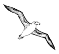 only flying: Albatross2 (PSF).png