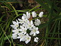 Allium neapolitanum