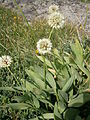 Allium victorialis