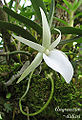 Angraecum didieri