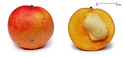 栽培品种“苹果芒”及其纵切面：完整芒果及被切开一半的芒果，后者可看见其种子，约占全果的3分之1的面积