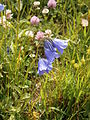 Campanula rhomboidalis