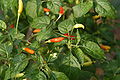 Capsicum frutescens