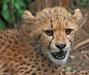 Close up view of a Cheetah cub