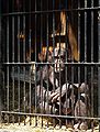 Chimpanzee in Warsaw Zoo / June 2006.