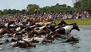 Chincoteague pony swim in 2007