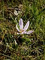 Colchicum hungaricum