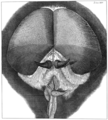 Drawing of a compound eye from Robert Hooke's Micrographia.