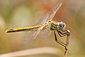 Red-veined darter