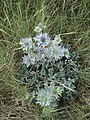 Eryngium maritimum