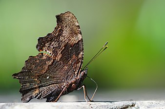 Ventral view