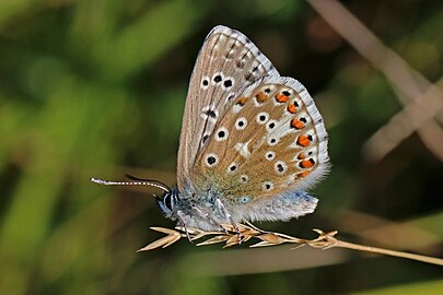 Adonis blue Polyommatus bellargus ♂ England, UK