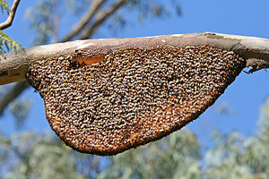 A natural beehive of Apis dorsata, The Giant Honey Bee. The bottom right part of the hive shows a few unoccupied honeycombs