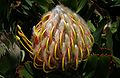 Leucospermum (nom)