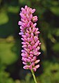 Persicaria maculosa