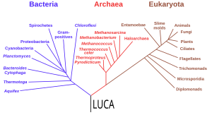Phylogenetic tree based on rRNA genes data (Woese et al., 1990)[117] showing the 3 life domains, with the last universal common ancestor (LUCA) at its root