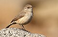 Rock Wren - Placer County, California