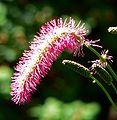 Sanguisorba obtusa