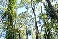 A stand of Toona ciliata near Kempsey, New South Wales