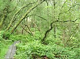 A Wet Woodland in Firebeacon, Devon