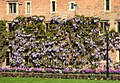 Wisteria Sinensis trained along a wall