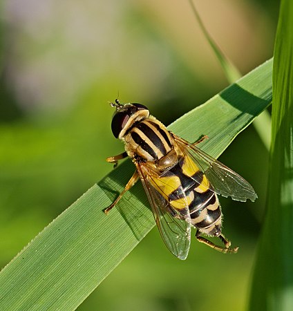 雌性歐洲蚜(Helophilus trivittatus)。