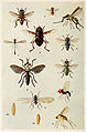 Harold Maxwell. Lefroy.Indian-Insect-Life（1909）