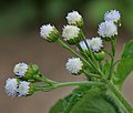 in Narsapur, Medak district（英語：Narsapur, Medak district）.