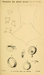 #62 (?/10/1887) Illustration of the A. longimanus specimen by T. W. Kirk, showing the posterior end of the mantle (including caudal fins), details of arm and tentacular suckers, and transverse sections of arms I–IV (Kirk, 1888:pl. 8)