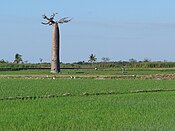 that dambos are often used for growing rice?