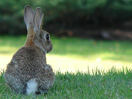 A rabbit sits in grass