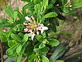 Daphne ×burkwoodii opening