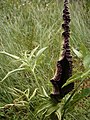 Dracunculus vulgaris opening spathe