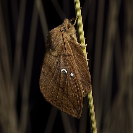 图为草纹枯叶蛾（Euthrix potatoria），摄于爱沙尼亚的派尔努。