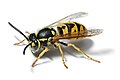 Yellowjacket (nom)