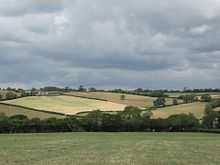 Picture of a field with a clump of trees