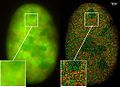 Co- localisation microscopy with GFP and RFP fusion proteins (nucleus of a bone cancer cell) 120.000 localized molecules in a widefield area(470 µm2)