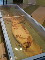 #642 (17/1/2016) Specimen found stranded ashore on 17 January 2016 near Noto, Ishikawa Prefecture, Japan. On display at the Ishikawa Prefectural Natural History Museum, preserved in formalin (see also wider view and extracted parts).