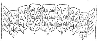 #110 (26/6/1935) Details of the radular teeth of the same specimen (Cadenat, 1936:282, fig. 3)