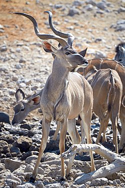 Greater kudu (tragelaphus strepsiceros) near Okaukuejo, Etosha, Namibia