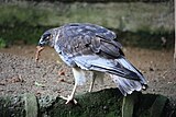 At Hamilton Zoo, Waikato, New Zealand. Swamp Harriers often eat roadkill and get hit by cars. This one is recovering from injury at the zoo