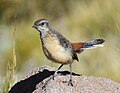 An immature Drakensberg rockjumper