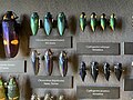 Insect collection