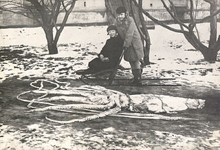 #101 (4/3/1928) Specimen found washed ashore in Ranheim, Norway, measuring around 7.9 m in total length