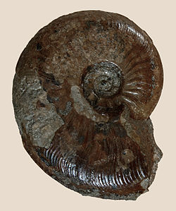Fossil of the Middle Jurassic ammonoid Leioceras comptum