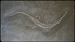 Skeleton of the teleosaurid crocodyliform from Germany